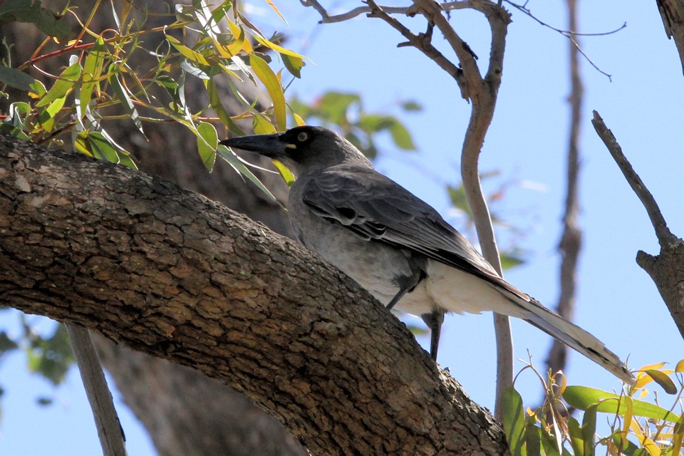 Grey Currawong (Strepera versicolor)